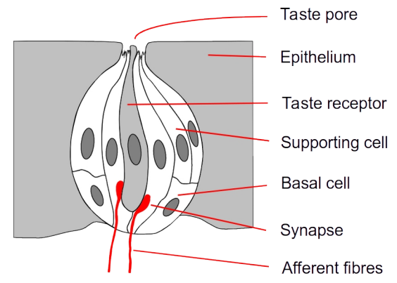 <p>Found on papillae</p><p>Mixture of taste receptors and support cells in a hole on top of basal cells</p>
