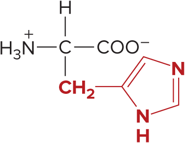 <p>Histidine</p>