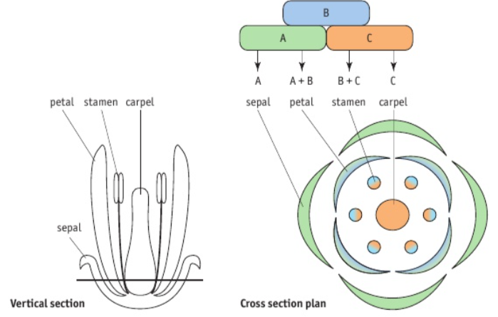 <p>Three genes </p>