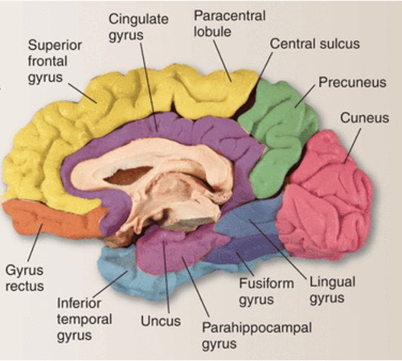 <p>limbic lobe</p>