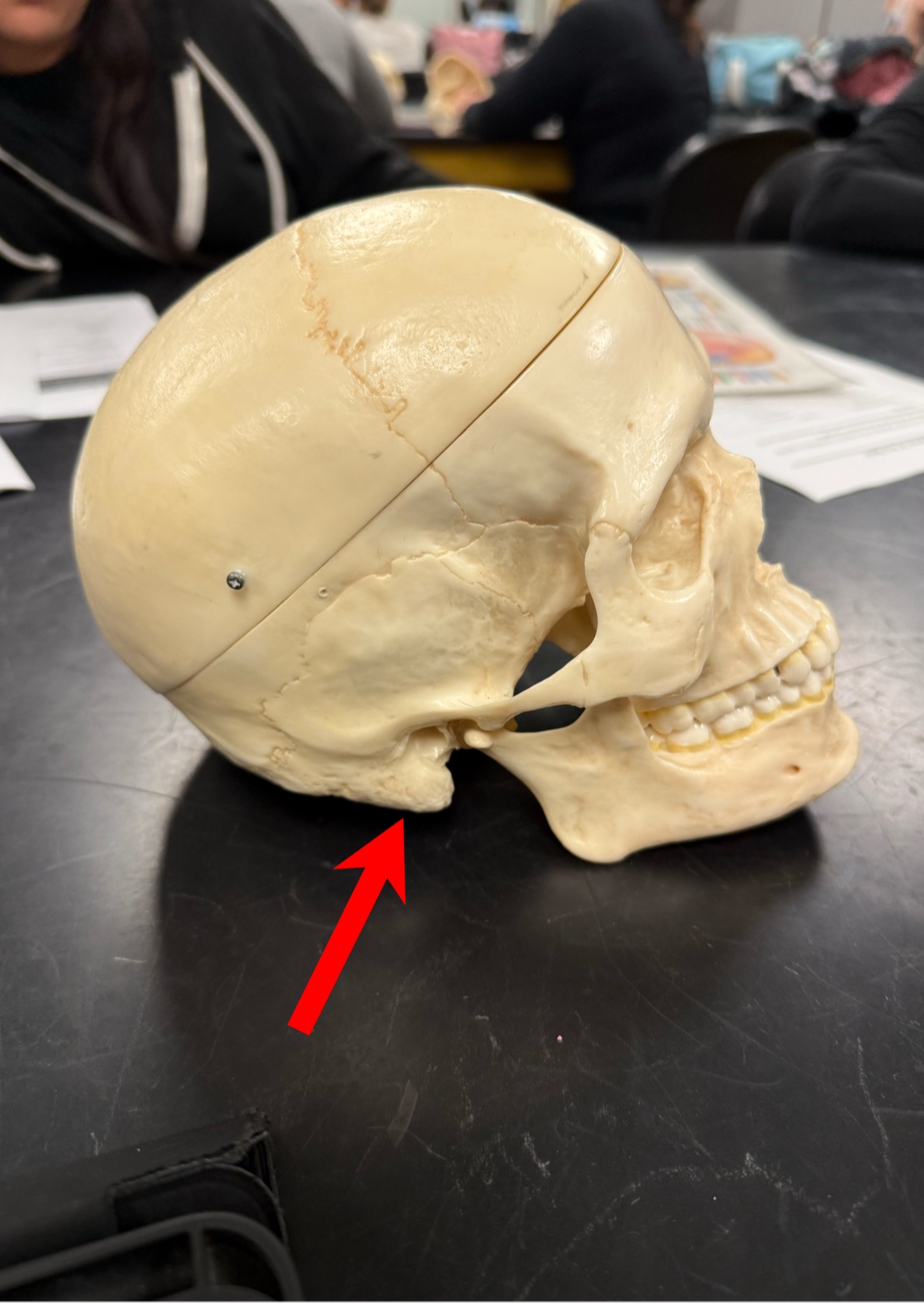 <p>Identify the projection.</p>