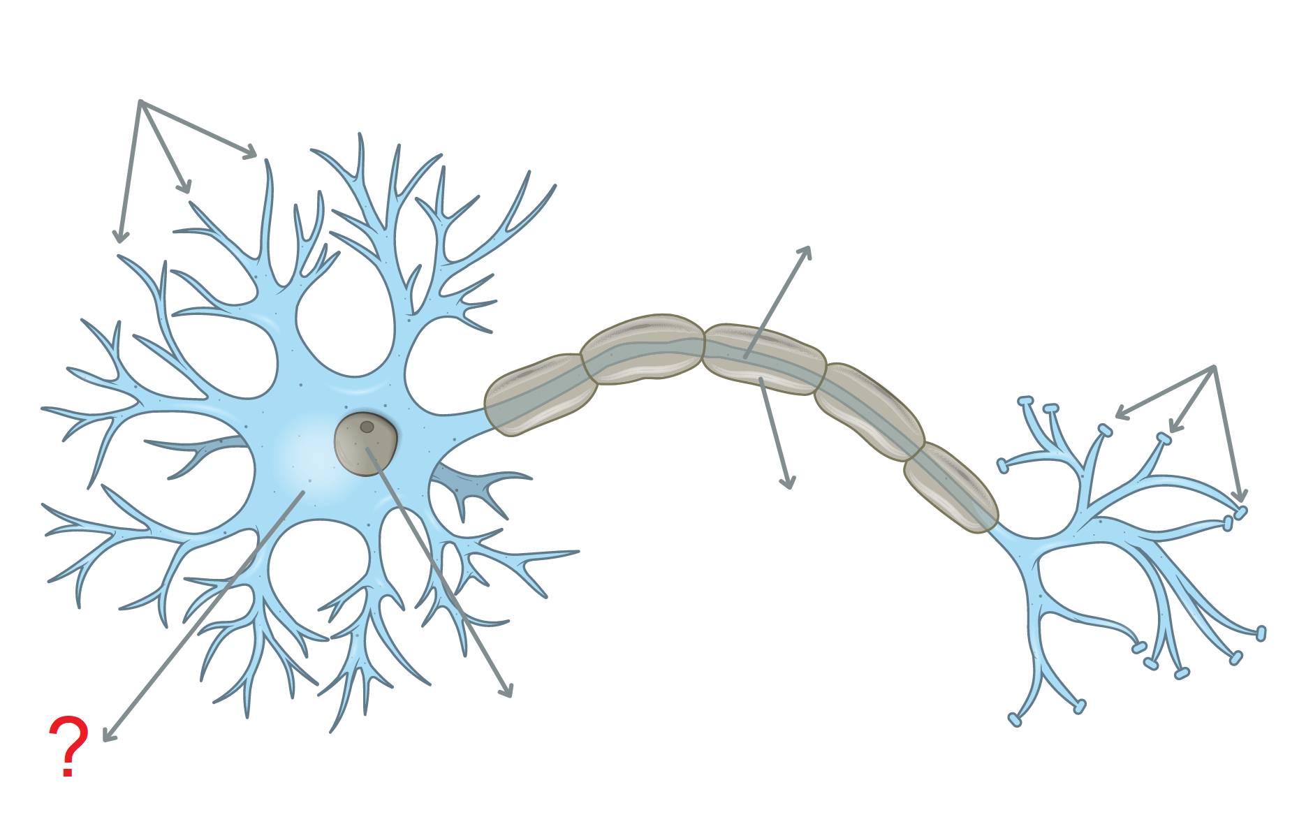 <ul><li><p><span style="background-color: transparent;"><strong>Structure réceptrice </strong>du neurone</span></p></li><li><p><span style="background-color: transparent;"><strong>Mêmes organites que les autres types cellulaires</strong>, mais possède un nombre beaucoup plus grand de <strong>mitochondries</strong>, car le neurone consomme beaucoup d’énergie (il est actif en permanence pour traiter et intégrer des informations).</span></p></li><li><p><span style="background-color: transparent;">De nombreux <strong>prolongements ramifiés</strong> appelés</span><span> dendrites</span><span style="background-color: transparent;">, <strong>structure réceptrice</strong> du neurone.</span></p></li><li><p><span style="background-color: transparent;">Synthèse des informations : Le rôle du corps cellulaire est de <strong>recevoir et intégrer les informations</strong> provenant des dendrites.<br>Si l’intégration aboutit à une <strong>excitation suffisante</strong>, le neurone génère un </span><span>potentiel d’action,</span><span style="background-color: transparent;"> qui sera transmis le long de l’axone grâce à des </span><span>neurotransmetteurs.</span></p></li></ul><p></p>