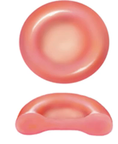 <p>What shape is RBCs?</p>