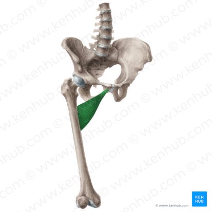 <p>Acc Aductor corto</p>
