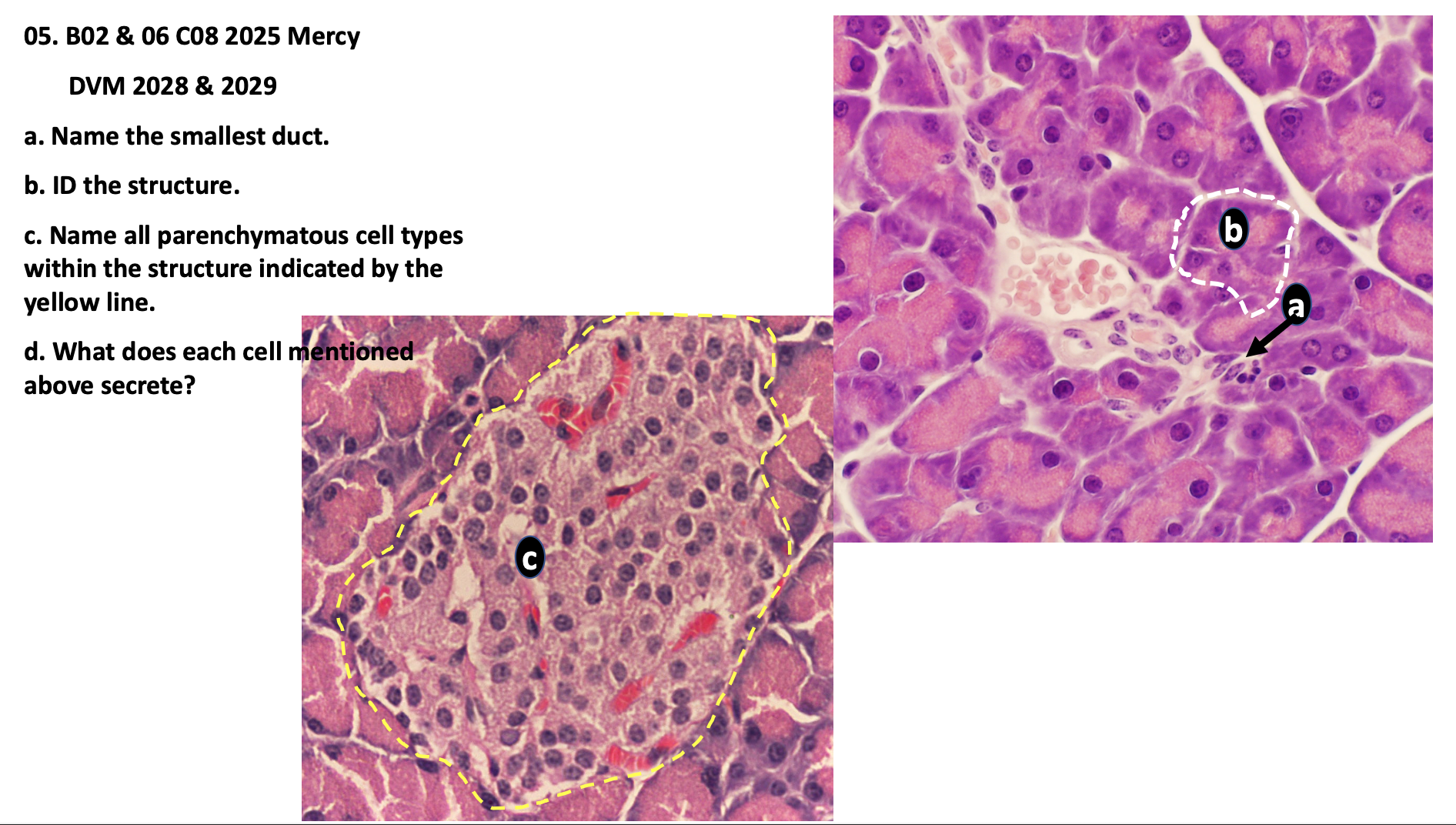 <p>c. Name all parenchymatous cell types within the structure indicated by the yellow line</p>