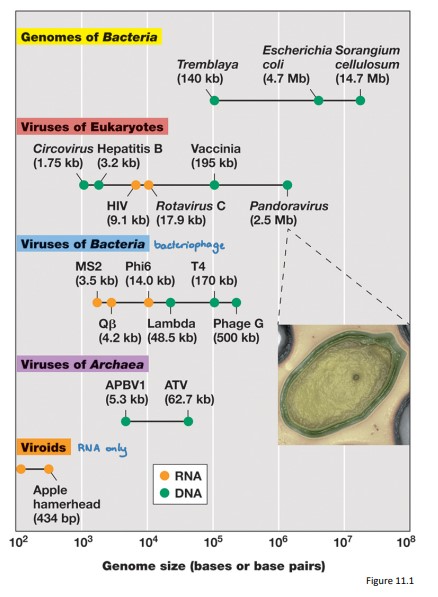 <p>Viral genomes vary almost a  thousand‐fold in size from smallest to largest and are grouped by genome structure  (dsDNA, ssDNA, dsRNA, ssRNA)</p>