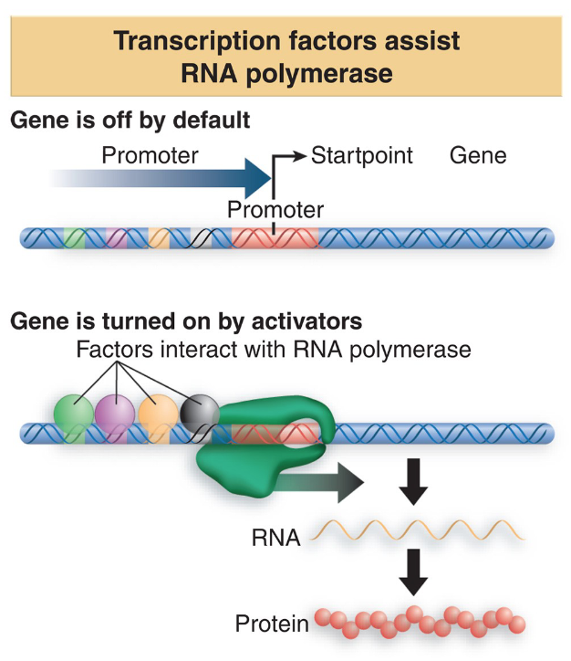 <p>regulatory proteins in active state turn “on” the expression of a gene </p><ul><li><p>regulatory proteins called activators </p></li><li><p>bind to DNA near promoter sequence </p></li><li><p>influence affinity of RNAP to stay bound to the promoter </p></li><li><p>binding creates conformational changes in DNA near the promotor = allostery </p></li></ul><p>(from closed to open complex)</p><p></p>