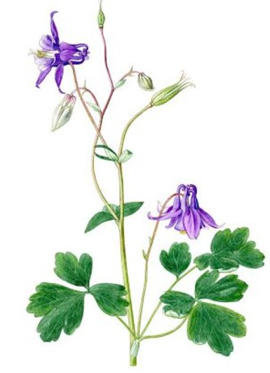 term image