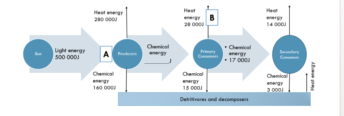 <p>Just look at how much energy is transferred for a certain species (e.g consumer). the amount of energy transferred should be equal to the amount for respiration (heat energy), chemical energy to the decomposers and then the amount of energy that will be transferred to next species </p>