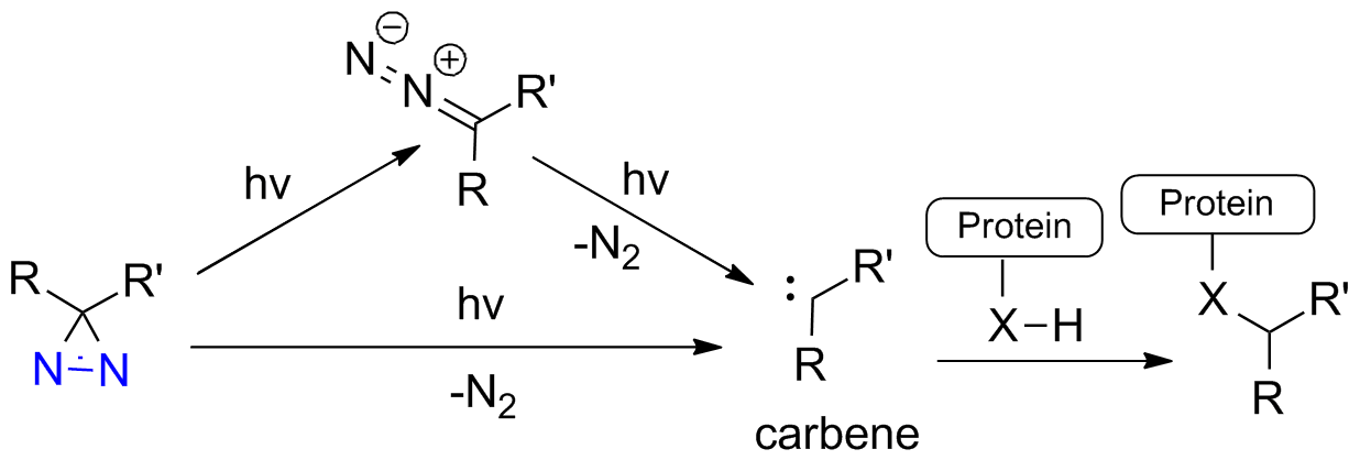 <p>diazirines </p>