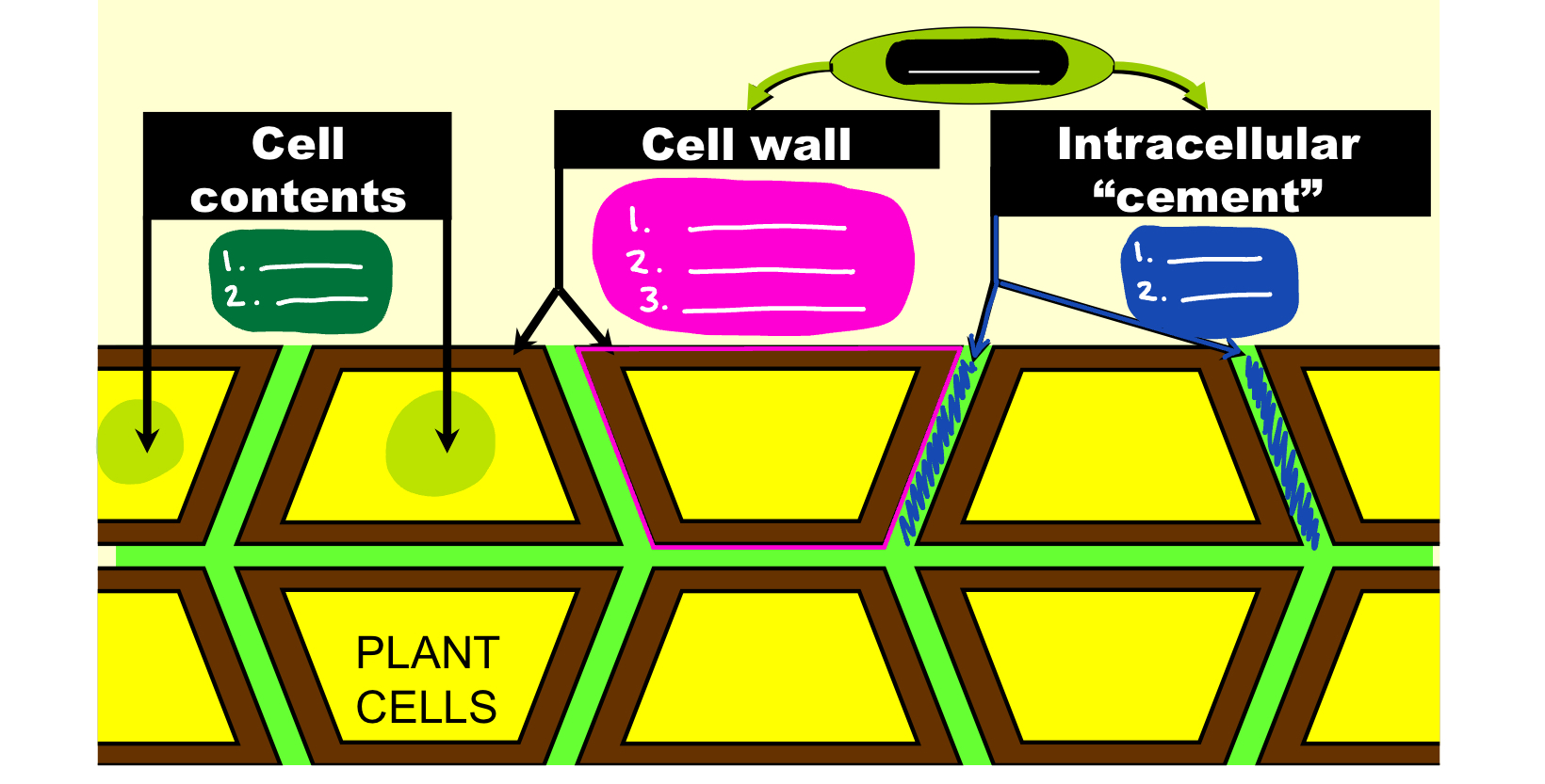 <p>What three carbohydrates make up the cell wall (in fuschia)?</p>