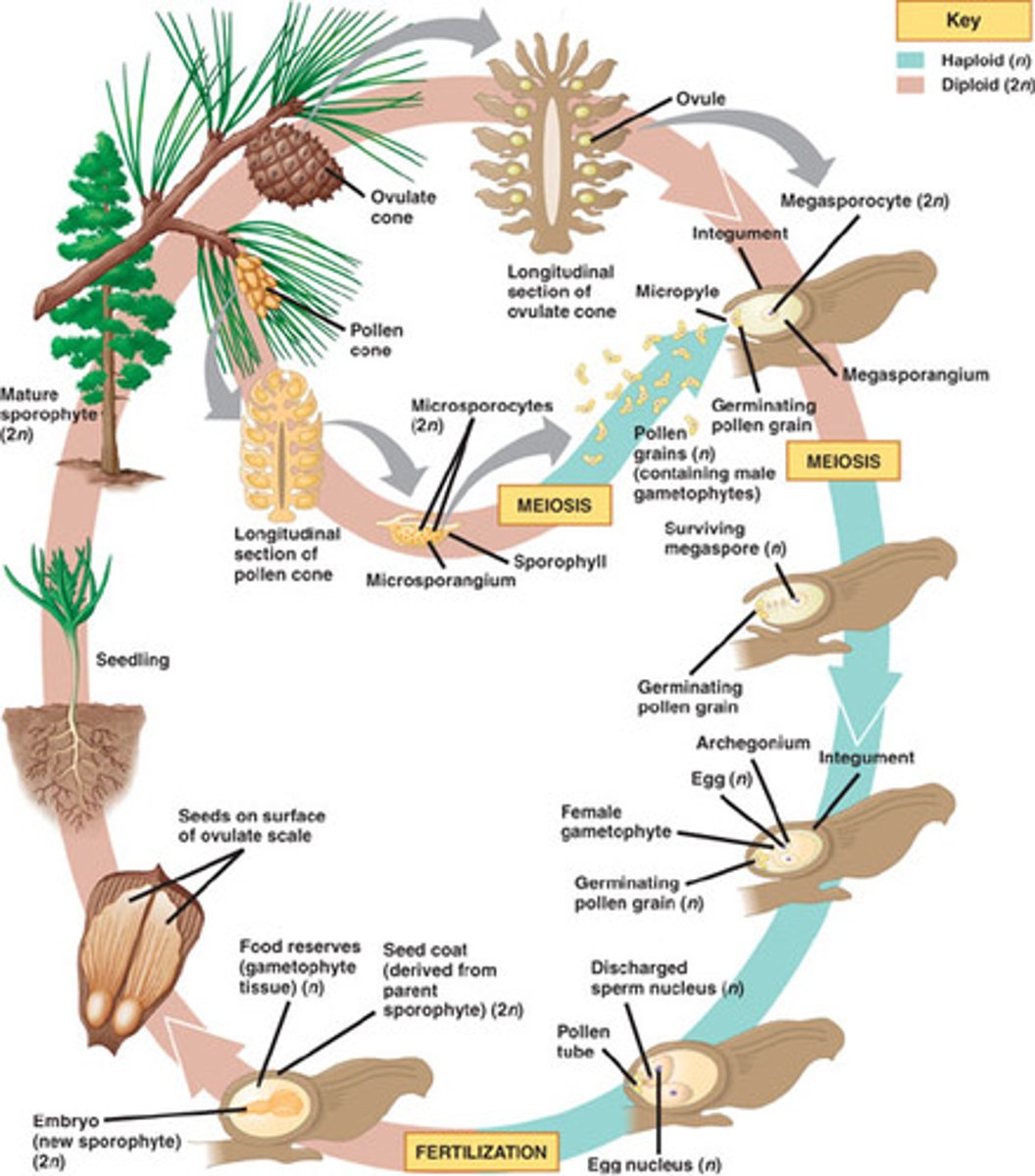 <p>- pollen is released into the air and transported by wind; some land on ovule cones</p><p>- before fertilization can occur, pollen must germinate and pollen tube must grow towards the female gametophyte</p><p>- fertilized ovule develops into a seed</p><p>female gametophytes develop within ovule cones</p><p>- seeds that land in a suitable site can grow into new sporophytes</p><p>- male gametophytes develop with pollen cones</p>