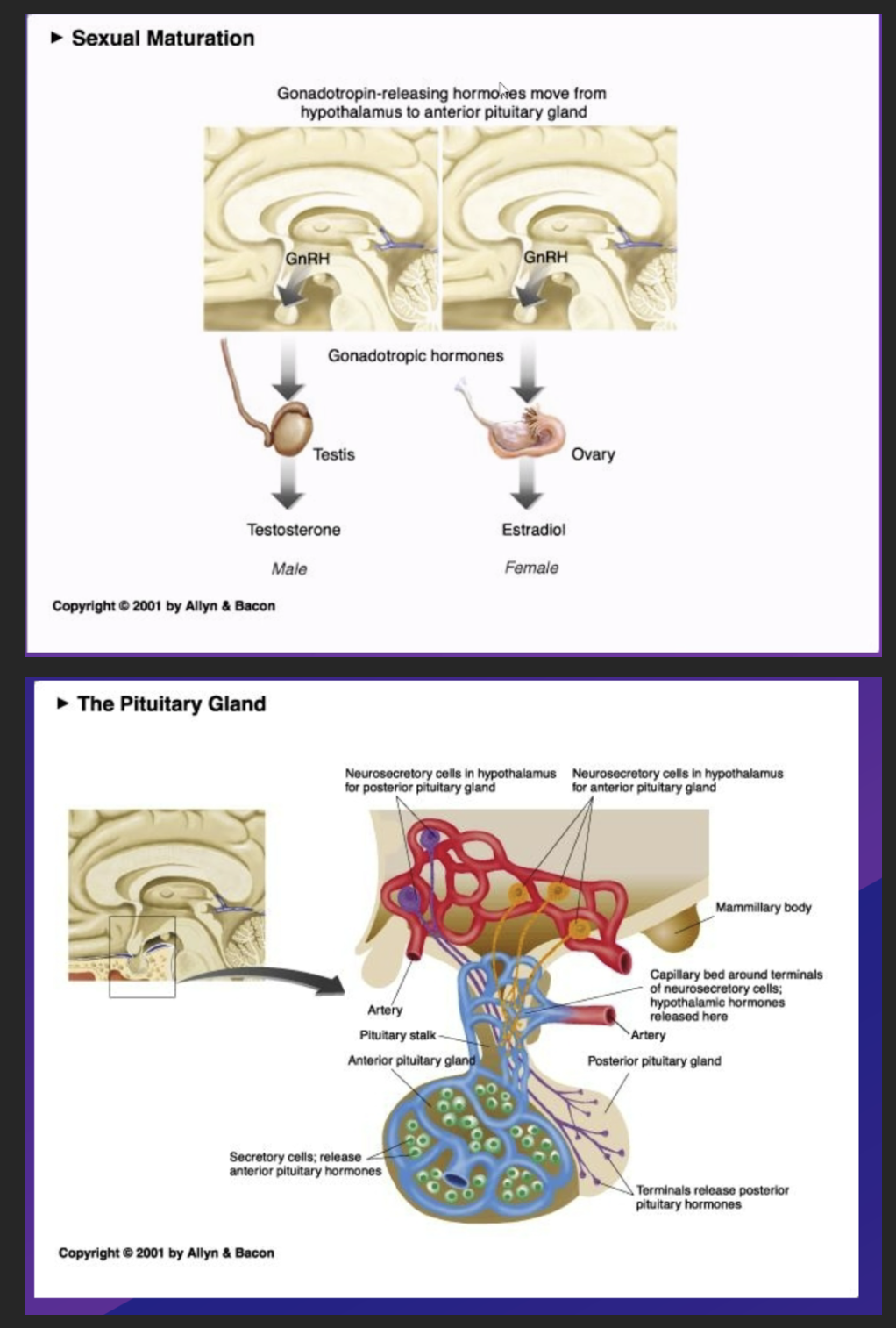 <p>the invovledvement of GNRH in puberty onset - illustrated within the pituitary portal system in image 2</p>