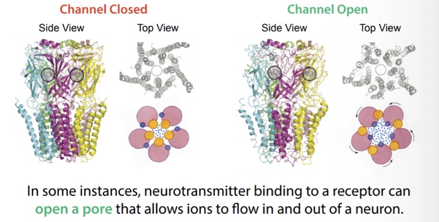 <p>What happens to a receptor when a neurotransmitter binds to it ?</p>