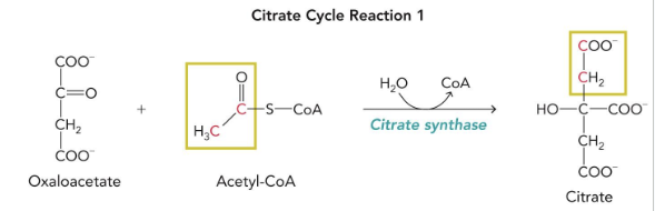 <p>acetyl-CoA + oxaloacetate → citrate </p><p>cofactors: H2O → CoA</p><p>enzyme: citrate synthase&nbsp;</p>
