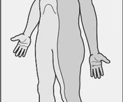 a vertical plane that divides the body into right and left parts