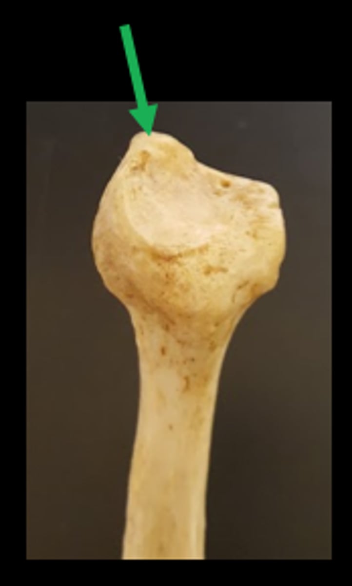 <p>Pointed apex of the head of the Fibula</p>