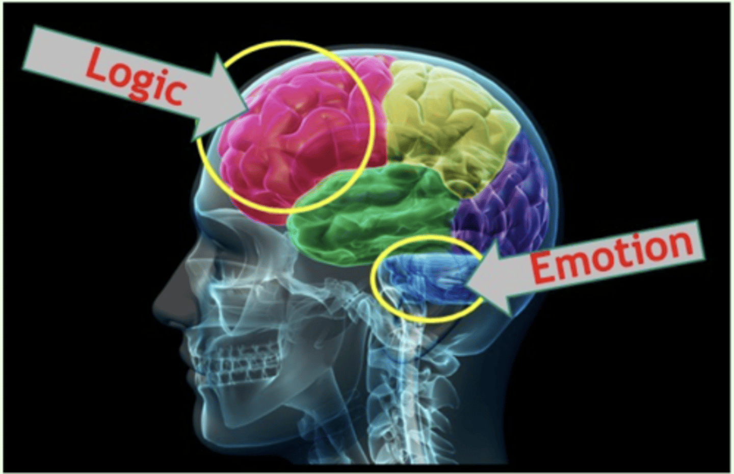 <p>- amygdala: seat of emotions, particularly negative emotions like fear and aggression</p><p>- prefrontal cortex and anterior cingulate cortex: sets goals, makes plans, directs actions, shapes emotions, in part by guiding and sometimes inhibiting the limbic system</p><p>- emotional dyscontrol is often associated with an overactive amygdala and an under active PFC/ACC</p>