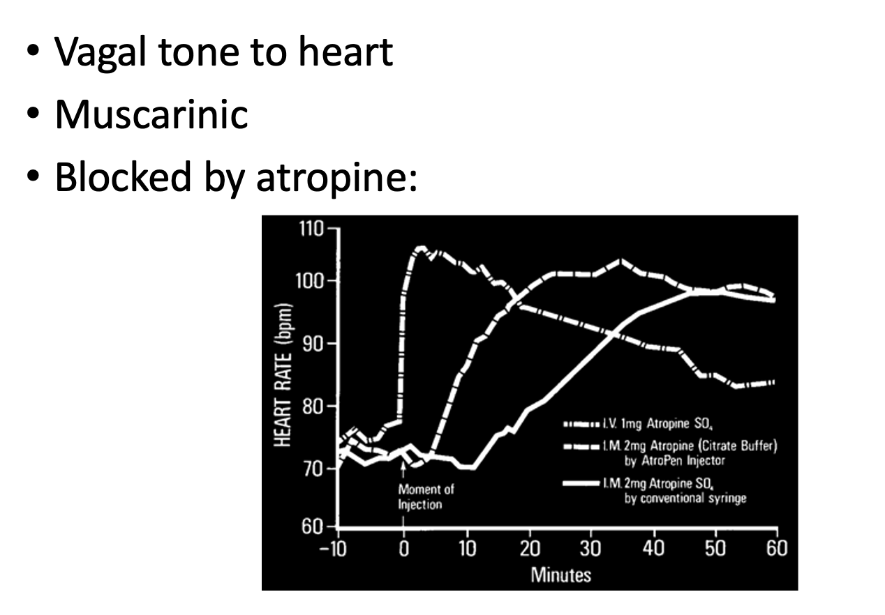 <ul><li><p>shows tonic activity</p></li></ul><p>THEREFORE:</p><ul><li><p>inhibition of the vagus nerve<strong> at rest</strong>&nbsp;(using atropine</p></li><li><p><strong>significantly</strong>&nbsp;Accelerates the heart rate</p></li></ul><p></p>