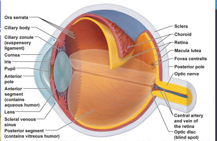 <p>eye diagram</p>