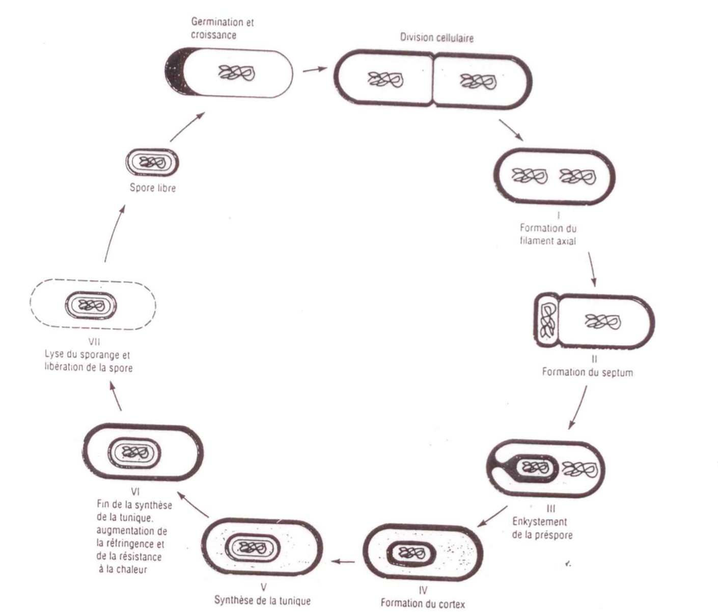<ul><li><p>Formation du filament axial </p></li><li><p>Formation du septum </p></li><li><p>Enkystement de la préspore </p></li><li><p>Formation du cortex </p></li><li><p>Synthèse de la tunique </p></li><li><p>Fin de la Synthèse de la tunique </p><ul><li><p>Augmentation de la réfringence et de la résistance a la chaleur </p></li></ul></li><li><p>Lyse du sporange et libération de la spore </p></li></ul>
