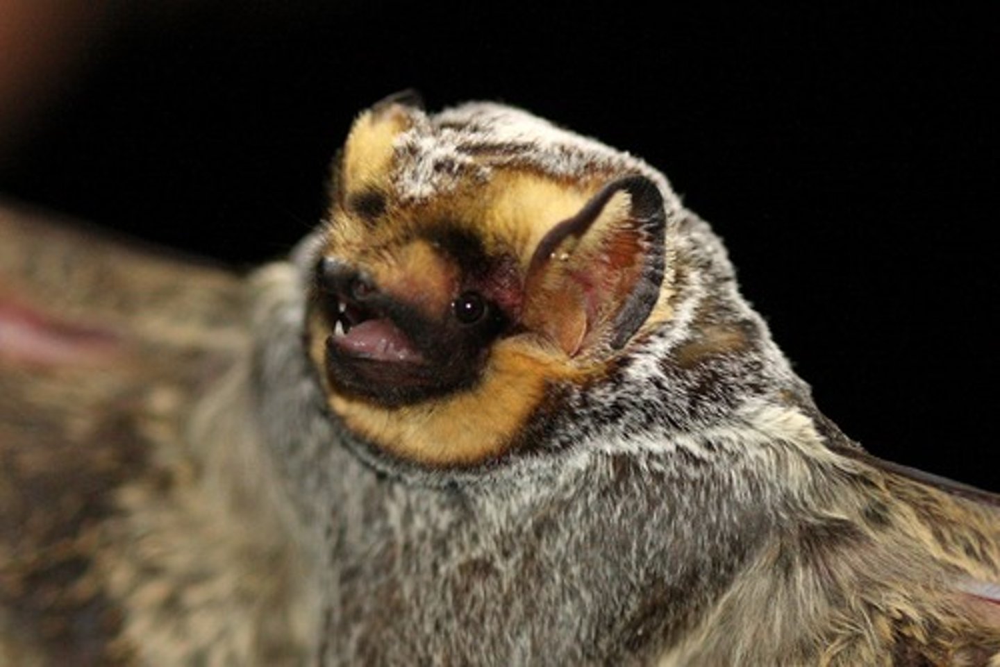 <p>hoary bat</p>