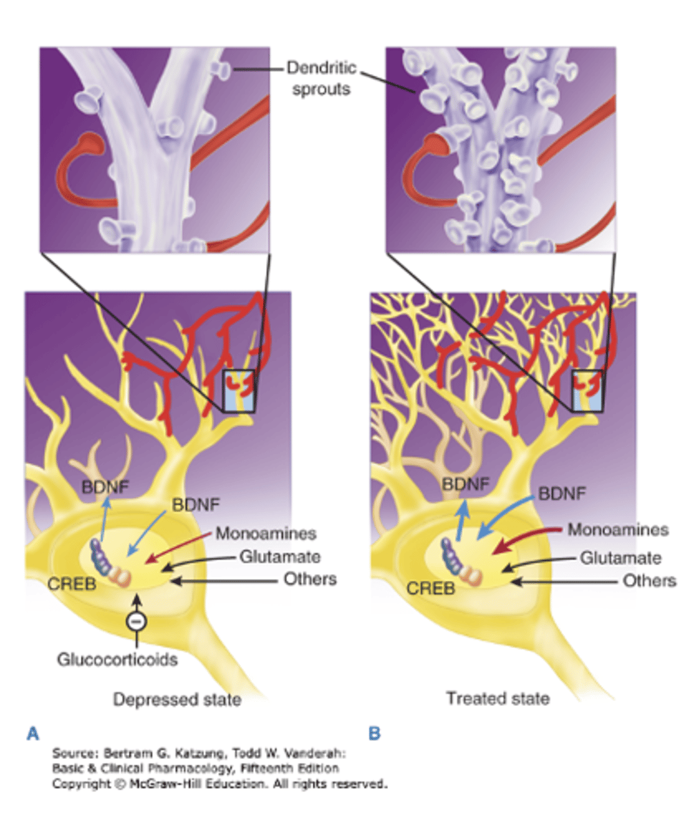 <p>- Depression associated loss of neurotrophic support (ex- brain derived neurotrophic factor) and subsequent structural alterations (decreased dendritic spine density)</p><p>-Antidepressanttherapies increaseneurogenesis and synapticconnectivity</p><p>- Interesting correlation with proposed alternative therapies</p>