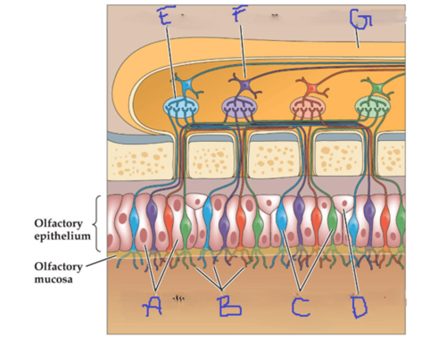 knowt flashcard image