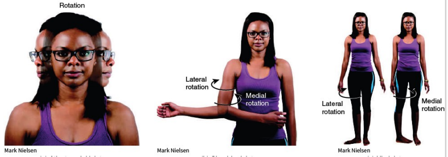 <p>Synovial (Movement) -<span style="color: red"> <strong>Lateral and Medial Rotation</strong></span></p><p><strong>*just read/study</strong></p>