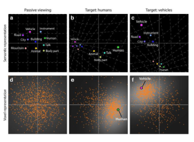 <p>More brain space is allocated to categories that are being searched for </p>