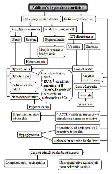 <p>Syndrome resulting from<strong> deficiency of both glucocorticoid and mineralcorticoid secretion </strong>from the adrenal cortex. Occurs more frequently in dog, rare in cat. </p><p><strong>Causes: </strong>idiopathic (autoimmune) adrenocortical insufficiency (body`s immune system attacks the adrenal cortex), surgical removal of both glands, hemorrhage or blockage of blood supply, fungal infections or tumors, drug - mitotane damaging the adrenal cortex, or tuberculosis infection. </p><p><strong>Mechanism: </strong></p><ol><li><p><strong>deficiency of aldosterone (mineralcorticoid def.)</strong></p><ul><li><p>inability to conserve sodium, ability to secrete potassium + loss of water → hyponatremia, hyperkalemia, hypovolemia (low blood volume)</p></li><li><p>Muscle weakness + bradycardia - from electrolyte imbalances</p></li><li><p>hypotension + reduced cardiac output, hypercalcemia </p></li></ul></li><li><p><strong>Deficiency of cortisol (glucocorticoid deficiency)</strong></p><ul><li><p>GIT disturbances (vomiting, diarrhea) → loss of water</p></li><li><p>mental disturbances, loss of appetite, hyperpigmentation of skin (Incr. ACTH), hypoglycemia</p></li></ul></li></ol><p></p>