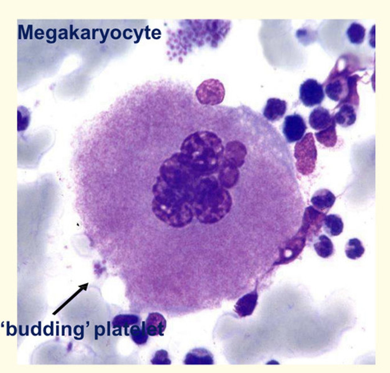 <p>- Platelets are anucleate 2-3uM cell fragments derived from bone marrow megakaryocytes.</p><p>- They contain a range of factors which are important for blood clotting and vessel wall repair</p>