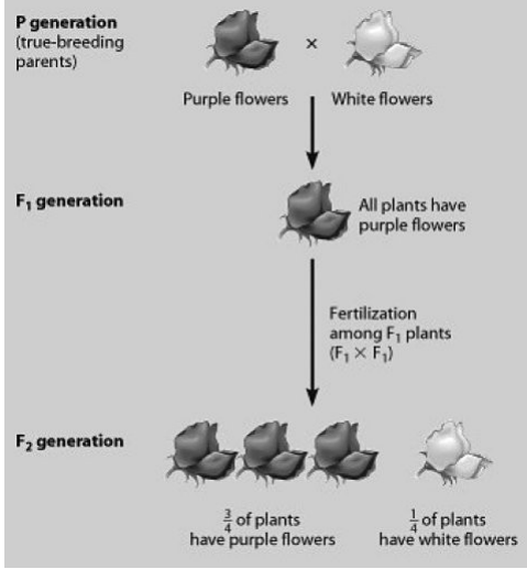 <p>Which plants in this figure must all be heterozygous?</p>