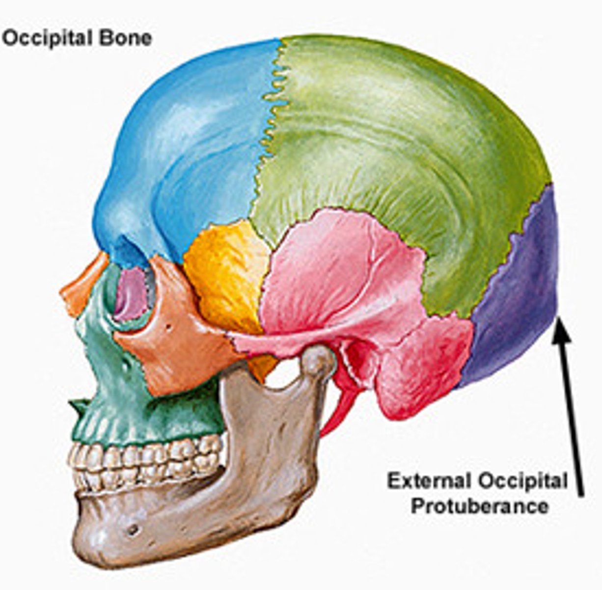 <p>bump on back of head</p>