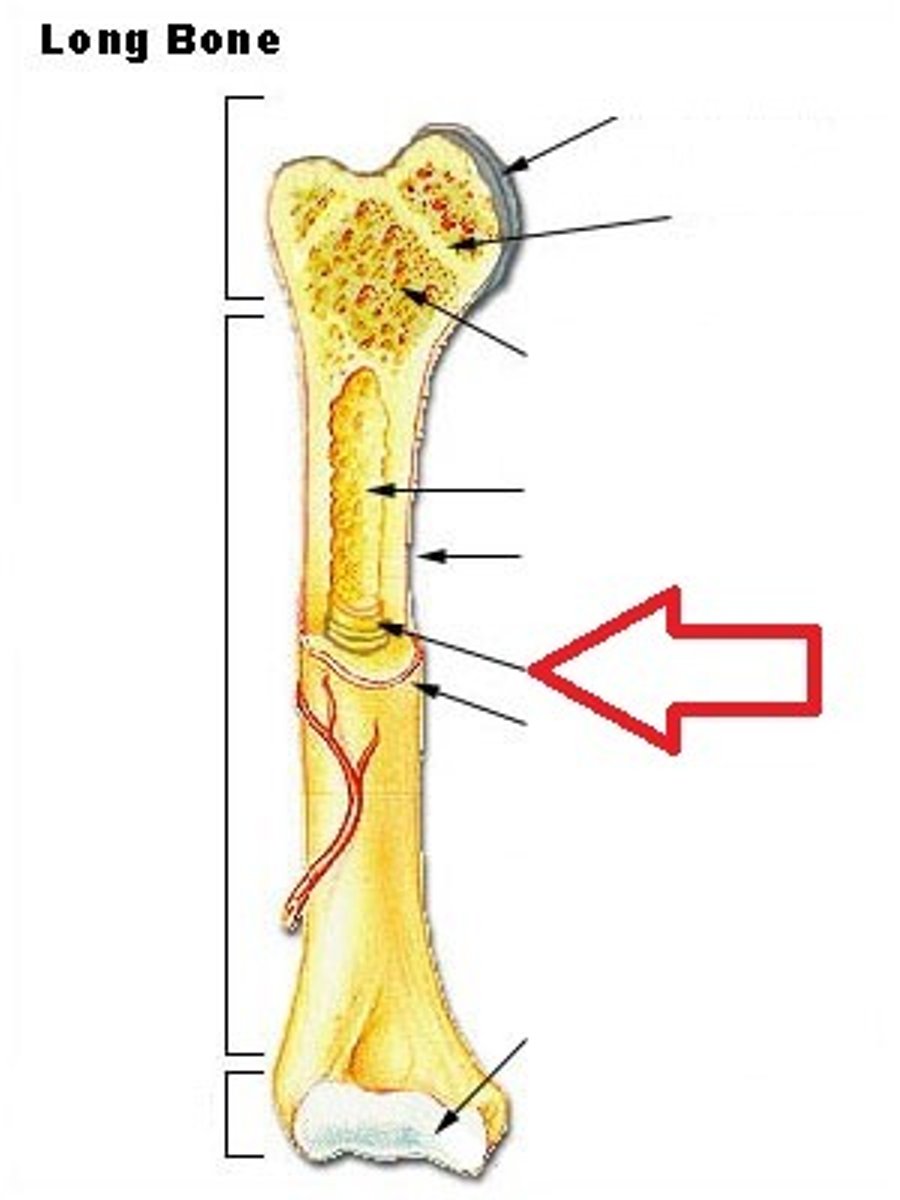 <p>protective coating lines the inside of the medullary cavity.</p>