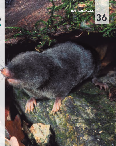 <p><span>Blarina brevicauda</span></p>