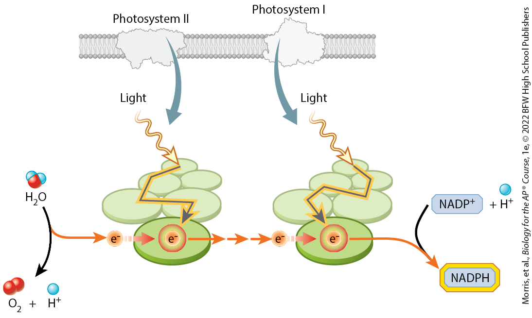 <p>captures energy which allows electrons to be transferred to NADP+ to form NADPH; photosystem I transfers electrons given by photosystem II to NADP+, forming NADPH</p>