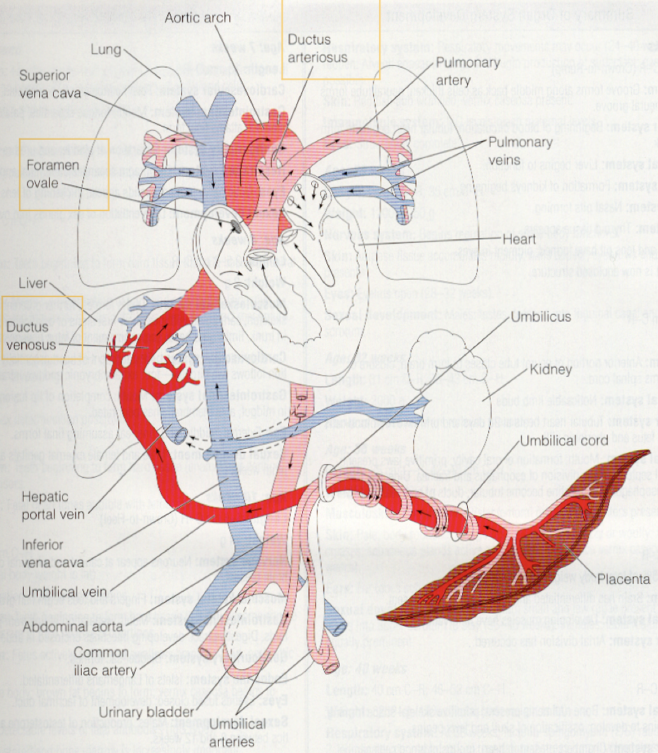 <p><span><span>a shunt that </span></span>allows oxygenated blood in the umbilical vein to bypass the liver<span><span> and is essential for normal fetal circulation</span></span></p>
