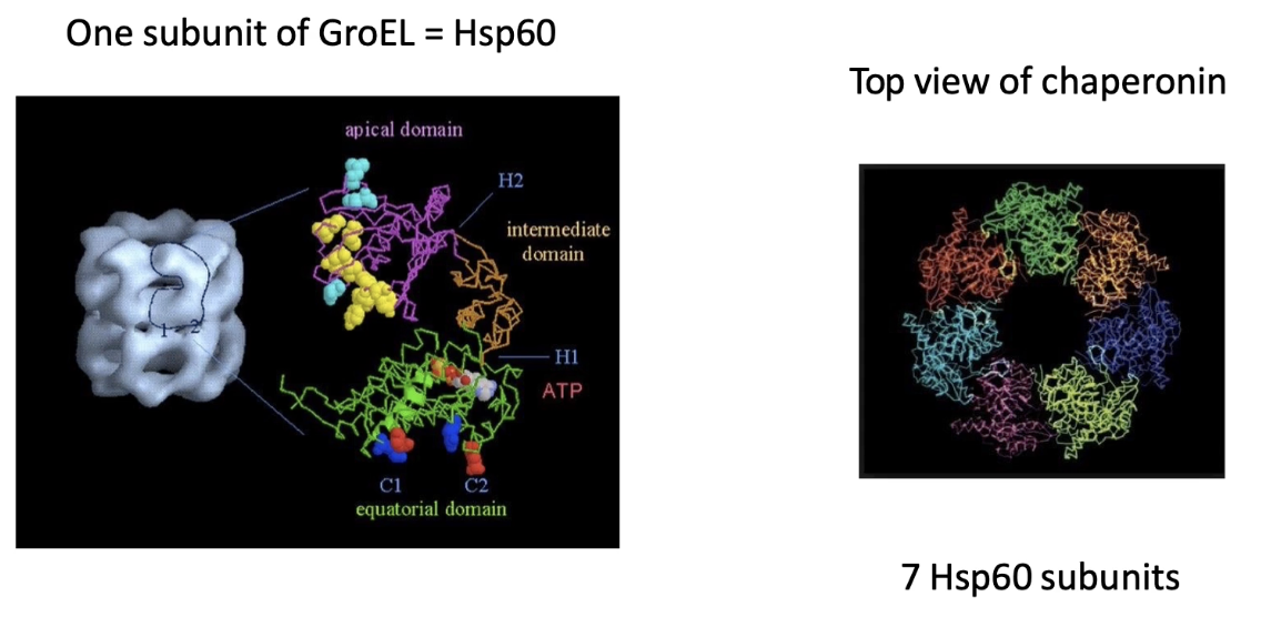 <ul><li><p class="">Chamber walls formed by <strong>Hsp60</strong> proteins</p></li><li><p class="">Each GroEL ring = <strong>7 Hsp60 subunits</strong></p></li><li><p class="">Hsp60 domains:</p><ul><li><p class=""><strong>Apical domain</strong>: rim of chamber</p></li><li><p class=""><strong>Equatorial domain</strong>: base/middle</p></li><li><p class=""><strong>Intermediate/hinge domain</strong>: between apical and equatorial</p></li></ul></li><li><p class=""><strong>Each Hsp60 binds one ATP</strong> → 7 ATP needed per chamber</p></li></ul><p></p>