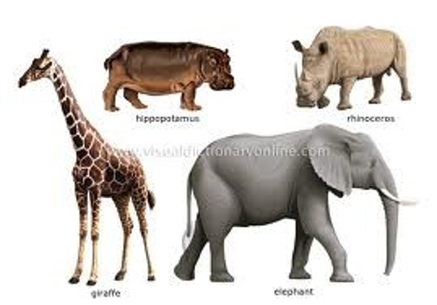 <p>Birth to live young that receive nutrients directly from the mother's body.</p>