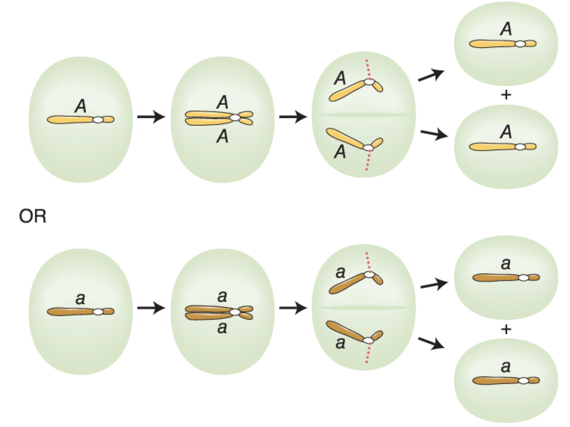 * each somatic cell bears only one chromosome set
* for Aa:
  * A → A + A 
  * or a → a + a