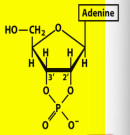 <p>Adenosine 2’,3’ cyclic monophosphate </p>