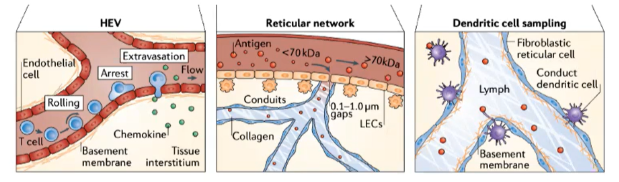 <ul><li><p><strong>Conduits in the lymph node</strong> are <strong>narrow channels</strong> that exclude larger molecules.</p></li><li><p>Allow only <strong>small antigens (&lt;70 kDa)</strong> to pass through.</p></li><li><p><strong>Dendritic cells</strong> in the <strong>T cell zone</strong> continuously sample antigens from these conduits.</p></li><li><p>Enables <strong>constant surveillance</strong> of potential pathogens by dendritic cells.</p></li></ul><p></p>
