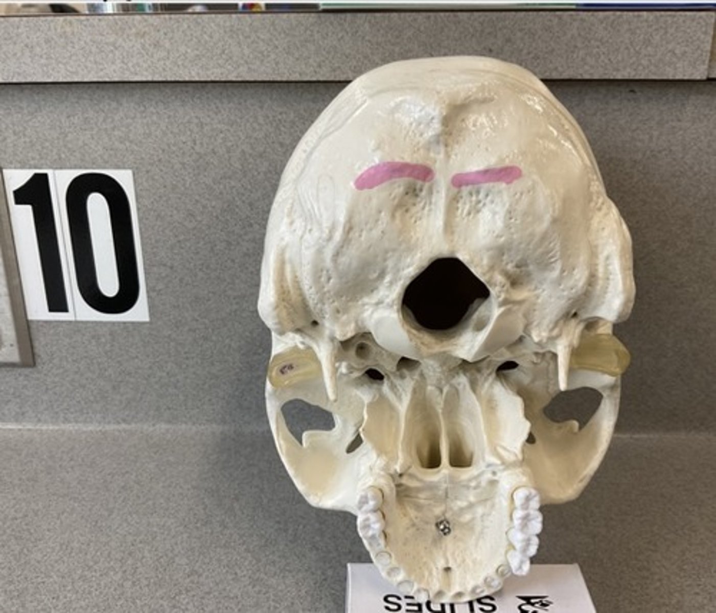 knowt flashcard image