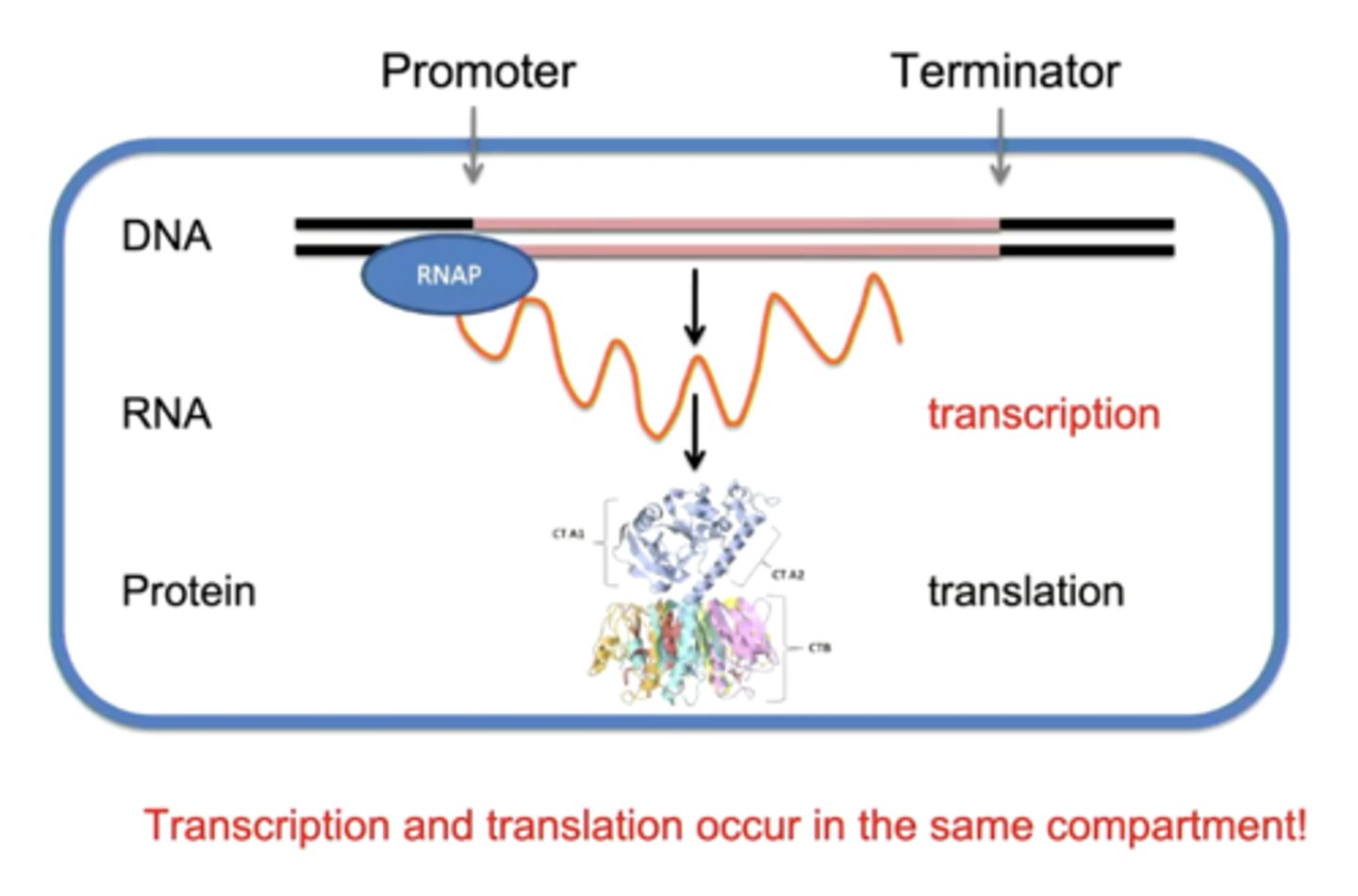 <p>false; in bacteria, transcription and translation occur in the SAME compartment</p>