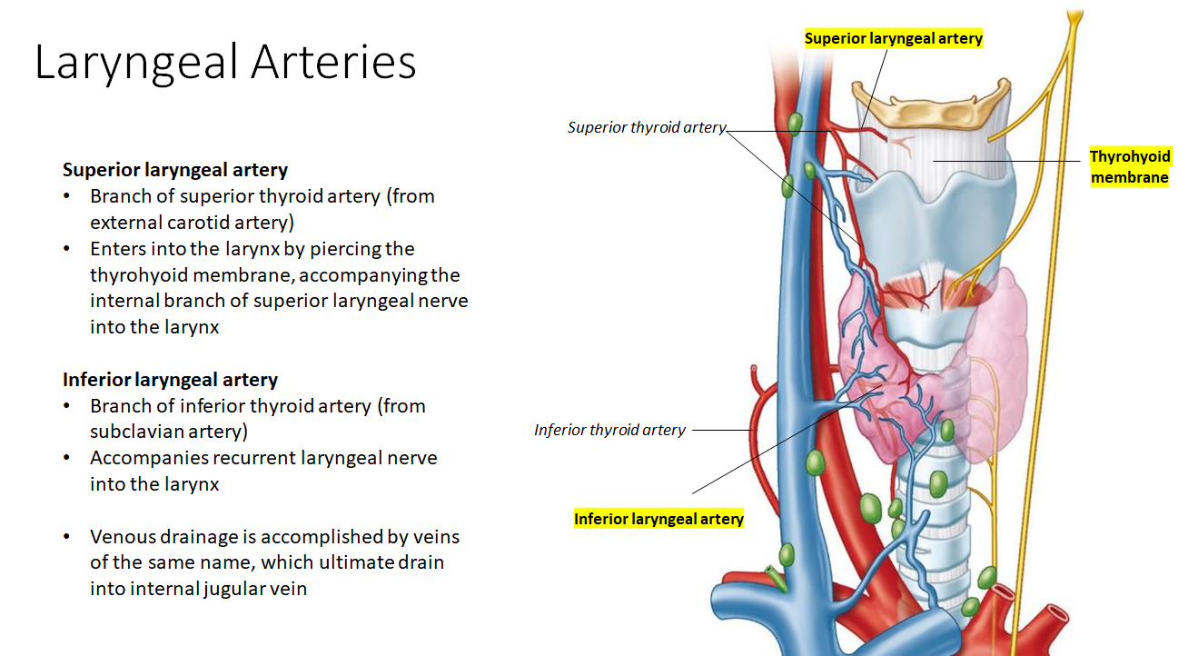 <p>The <strong>superior laryngeal artery</strong> (from external carotid) enters via the thyrohyoid membrane with the <strong>internal branch of the superior laryngeal nerve</strong>.</p><p><br>The <strong>inferior laryngeal artery</strong> (from subclavian) enters with the <strong>recurrent laryngeal nerve</strong>.</p>