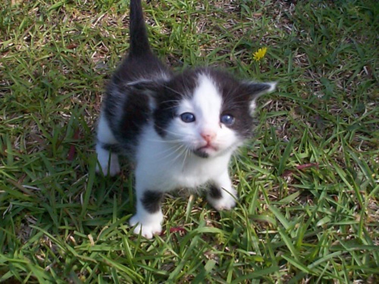 <p>An animal that ovulates only after mating with a male</p><p>Ex. Cats, rabbits, llamas, Alpacas</p>