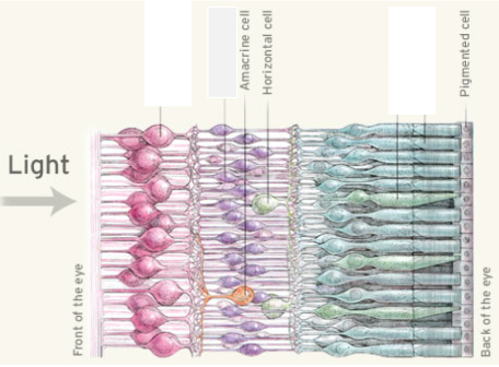 <p><strong><u>Vision (Mod 18)</u></strong></p><p>Retinal receptors that detect <u>black, white, and gray</u> and are sensitive to movement; necessary for peripheral and twilight vision when cones don’t respond. There are more rods than cones. </p><p>(blue structure in the picture)</p>