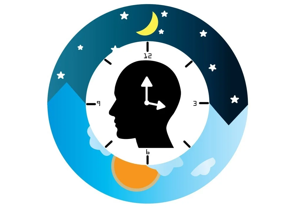 <p>24 hour sleep wake cycle</p>