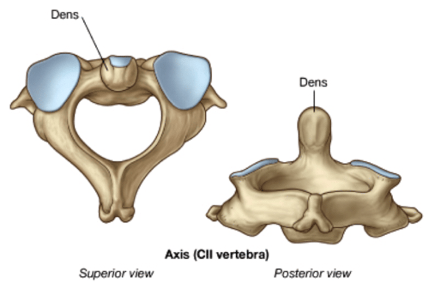 <p>dens articulates with C1, no disc at C1/2</p>